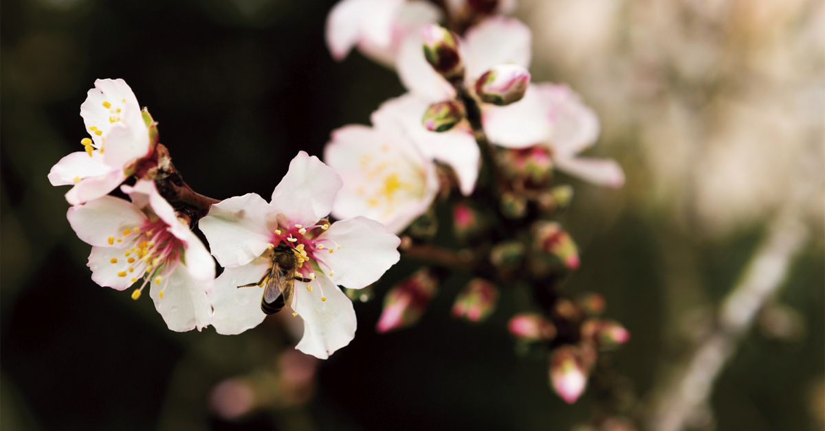 flor de almendro de ibiza