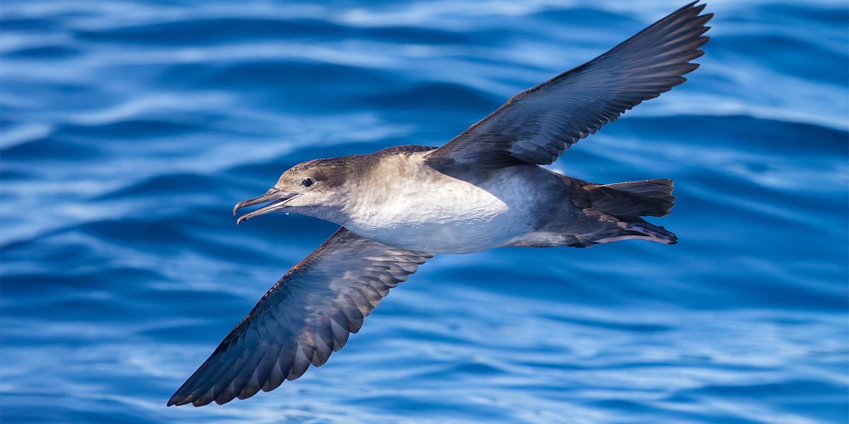 Fauna y flora autóctona de Ibiza: un tesoro natural que debemos proteger