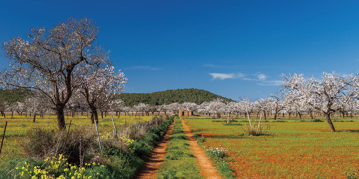 Don't miss the almond trees in bloom in Ibiza!