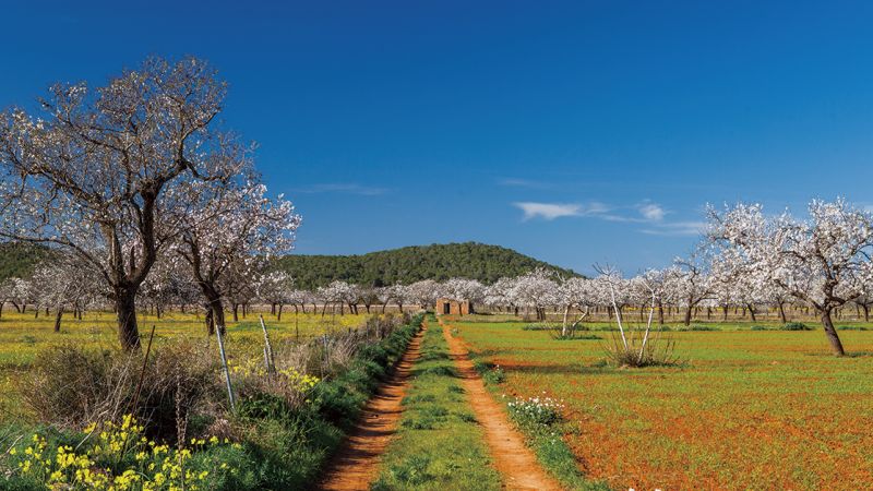 Almond trees in blossom