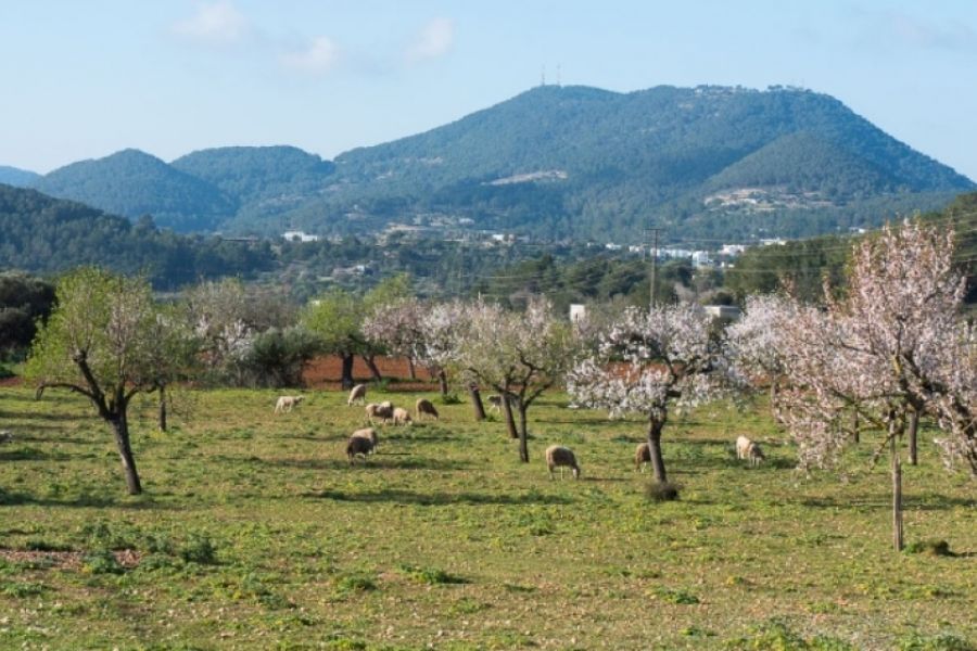 Sa Serra Grossa in BTT