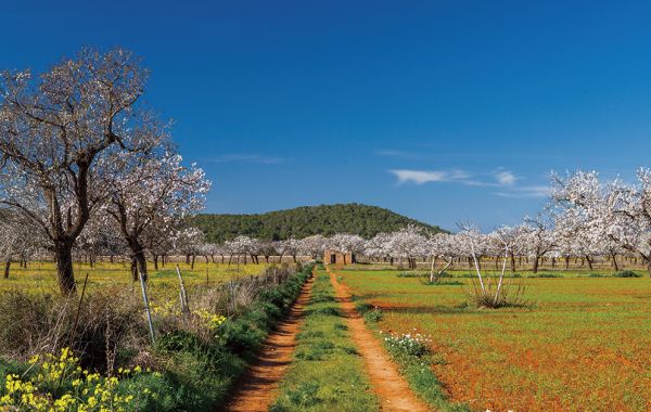 Don't miss the almond trees in bloom in Ibiza!